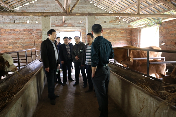 1459305206413008634.jpg 黄牛养殖基地_副本.jpg