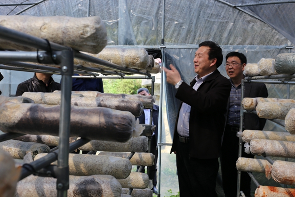 1459305180907057505.jpg 蘑菇生产基地_副本.jpg