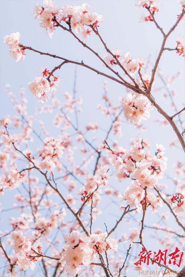 Beat365唯一官方网站紫叶李花开惹人醉